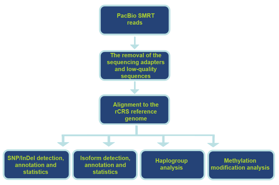 Long-read mitochondrial DNA data analysis.-CD Genomics