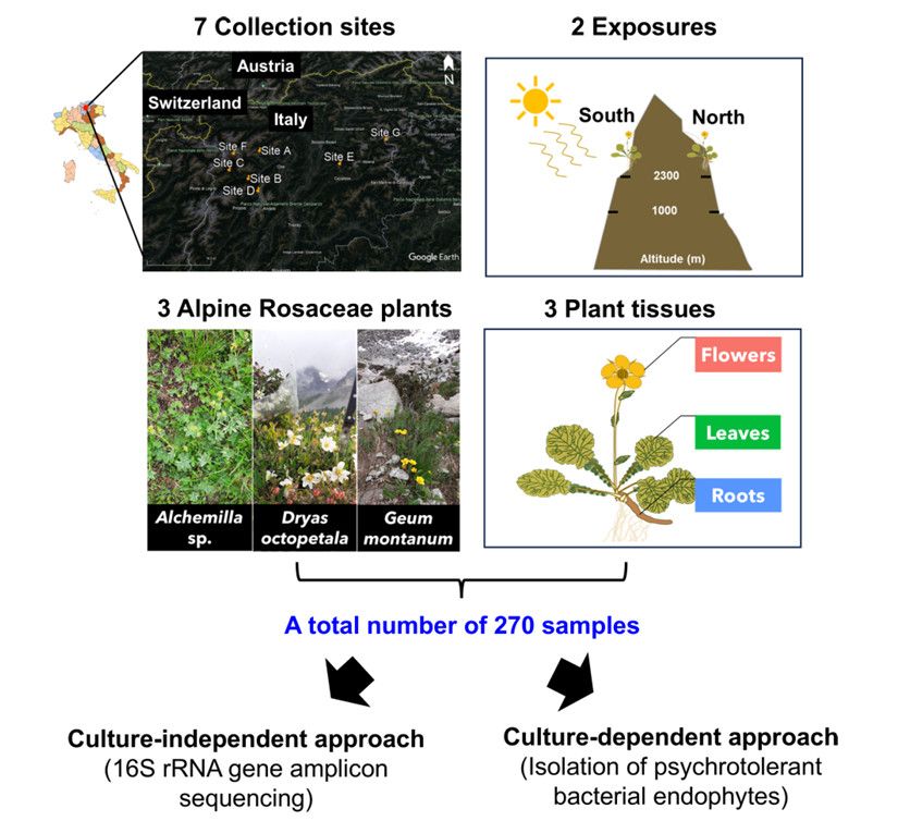 The research's experimental design (Marian et al., 2025)