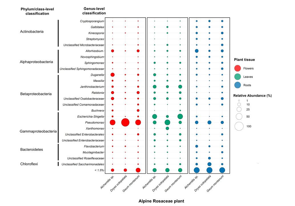 Taxonomic overview of the most prevalent endophytic bacterial genera in alpine Rosaceae plants (Marian et al., 2025)