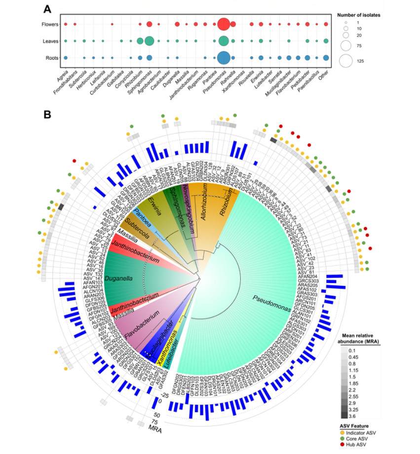 A list of the psychrotolerant bacterial endophytes isolated from the chosen alpine Rosaceae plants, along with their freezing protection capacity (Marian et al., 2025)