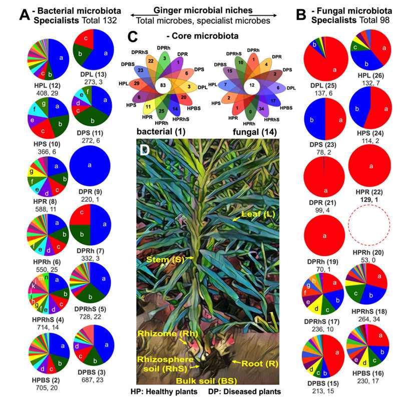 Rhizome rot, a plant disease, causes alterations in the composition of the microbiota related to the whole ginger plant (Wang et al., 2024)