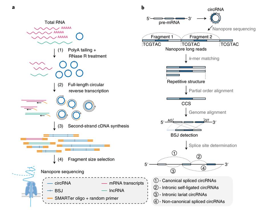 Workflow of bioinformatics analysis – CD Genomics