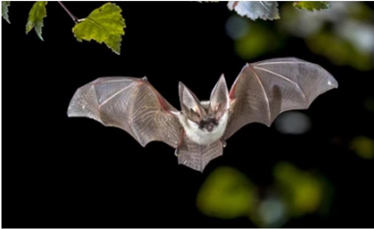 Long-read Genome Sequencing of Bats