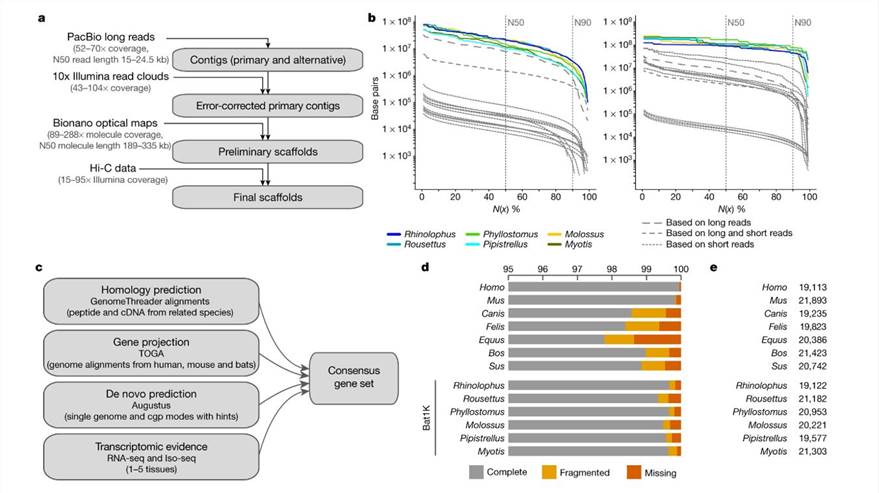 Assembly and annotation of the genomes of six bat species.