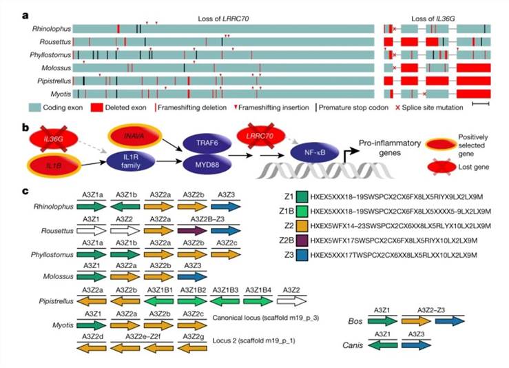 Genome-wide screens highlight changes in genes that are potentially involved in exceptional immunity in bats.