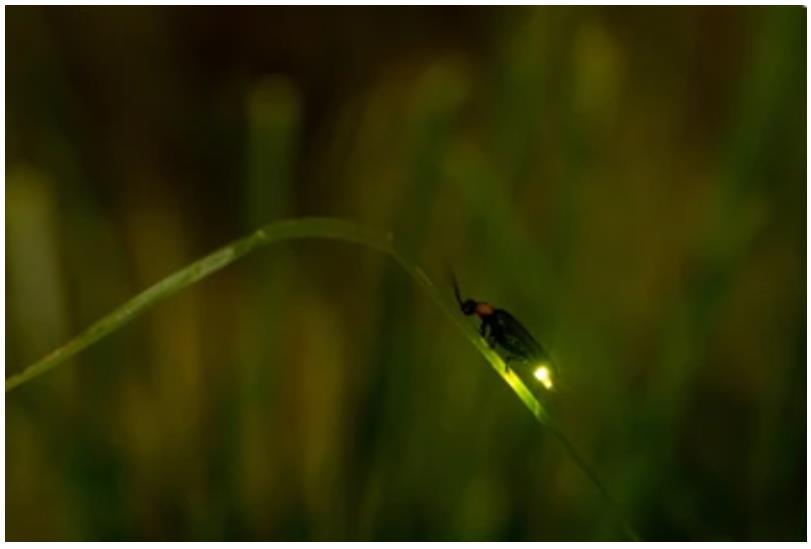 Long-read Genome Sequencing of Fireflies