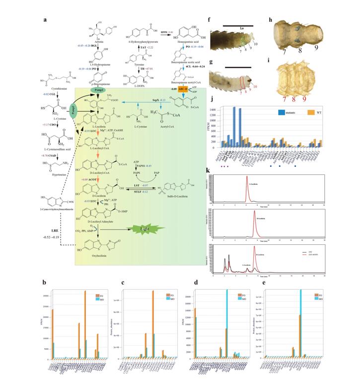 The pathway of luciferin biosynthesis proposed based on multilevel data.