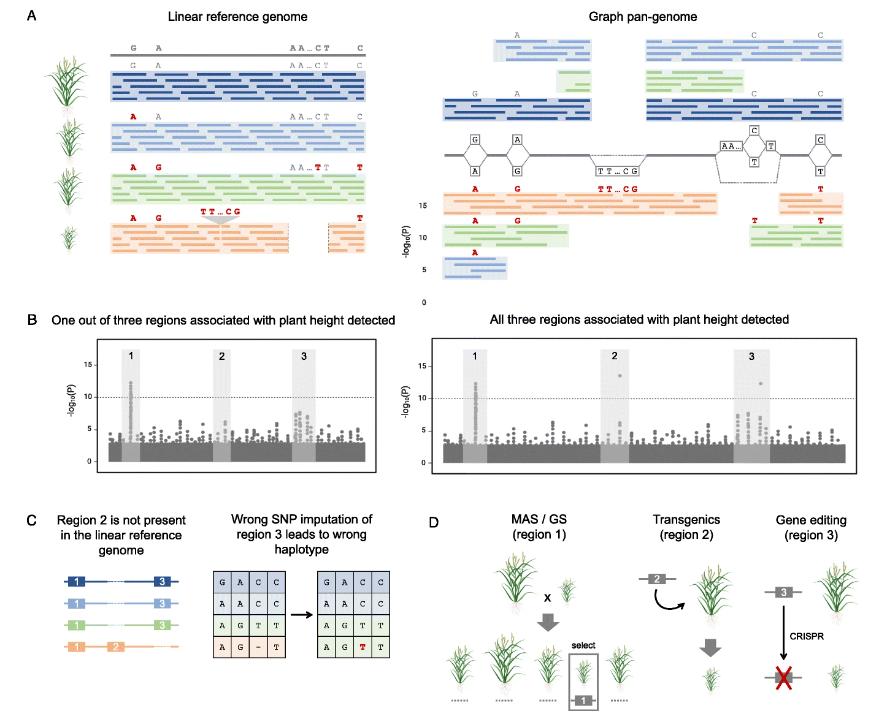 Long-read Sequencing for Crop Genomics and Improvement