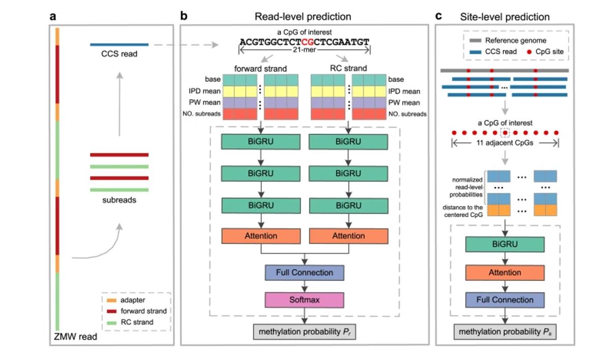 ccsmeth for 5mCpG detection using PacBio CCS reads.