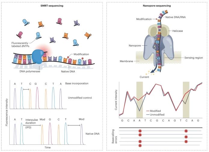Figure 2. Alt: Methods for identifying DNA and RNA modifications through long-read sequencing technology.