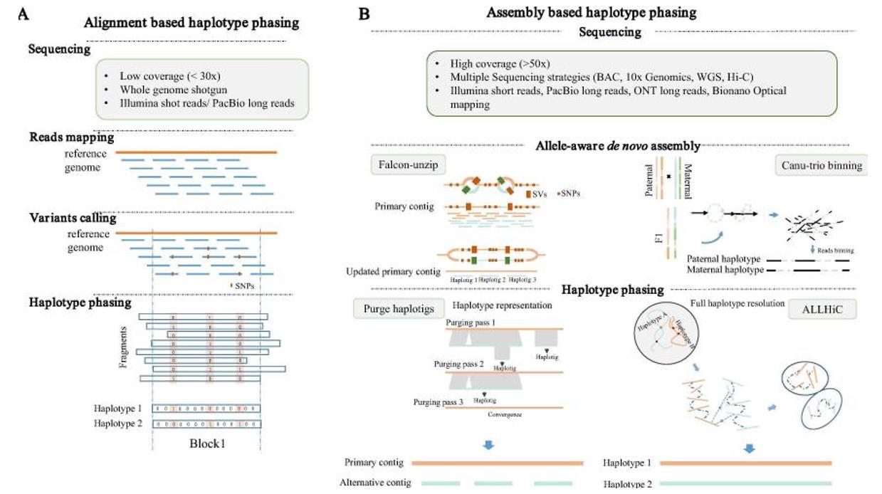 Overview of the two main classes of haplotype phasing strategies.