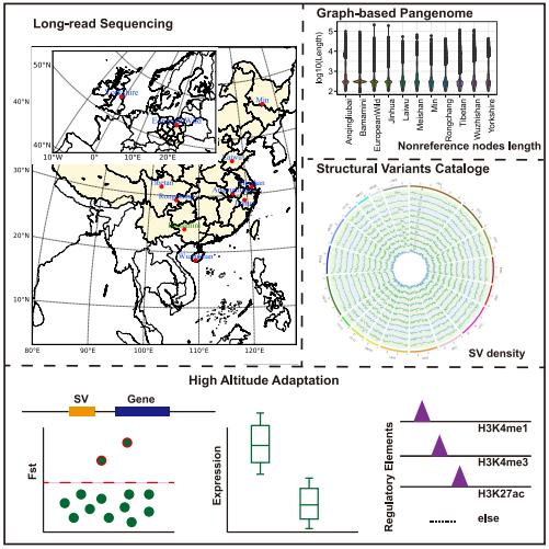 Long-read Sequencing for Livestock Genomics and Breeding