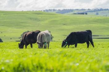 Long-read Sequencing for Livestock Genomics and Breeding