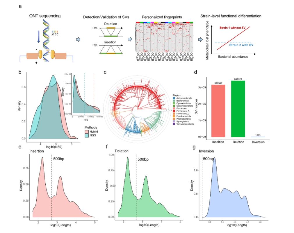 Oxford Nanopore Technology reads improved metagenomic assembly, empowered structural variations (SVs) detection and validations.