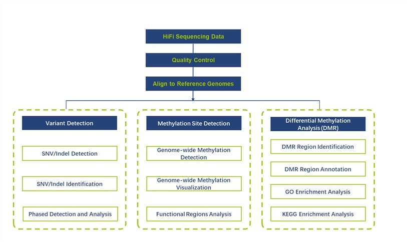 PacBio HiFi sequencing for methylation analysis – CD Genomics