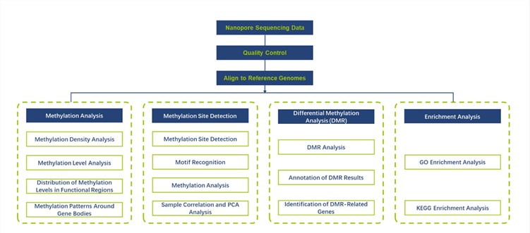 ONT sequencing for methylation analysis – CD Genomics