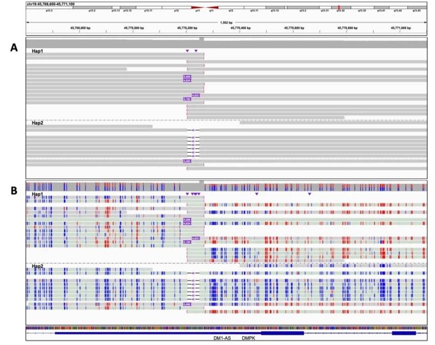 Genomic view of 1.5 kb on chromosome 19 at the DMPK locus