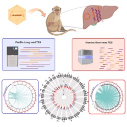 Comparison of long-read and short-read TES methods for analyzing AAV integration into the host genome.