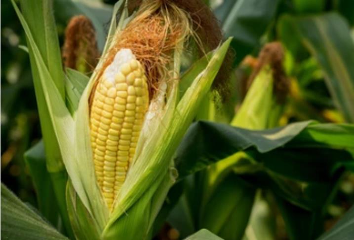 Maize Genome Complexity Traversed with Long-read Sequencing