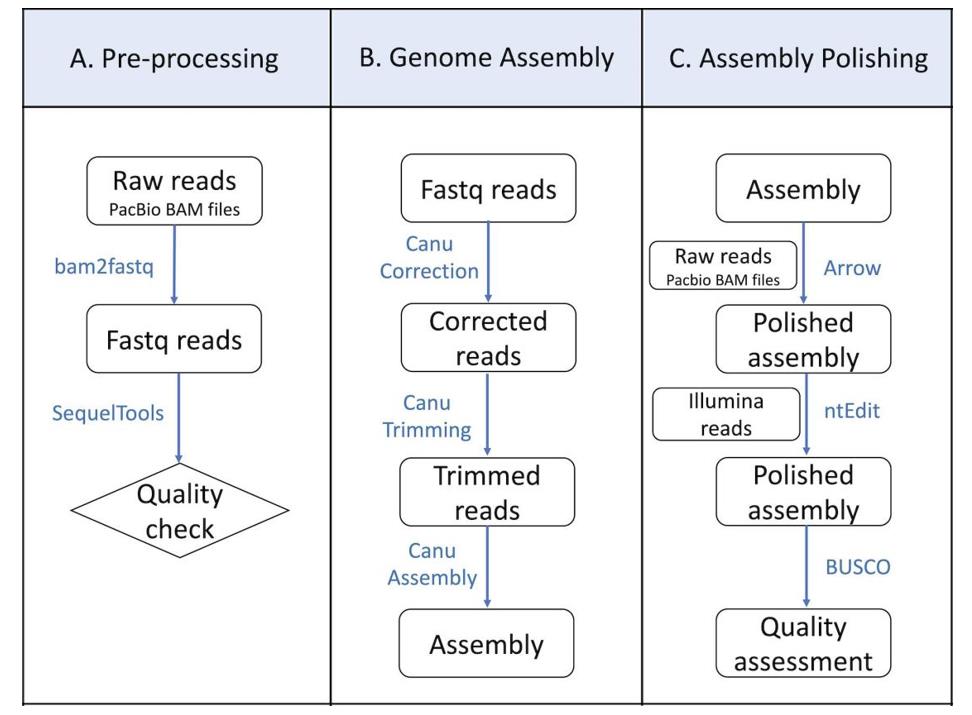 Flowchart showing various steps for pre-processing of the PacBio raw reads, genome assembly, and polishing.