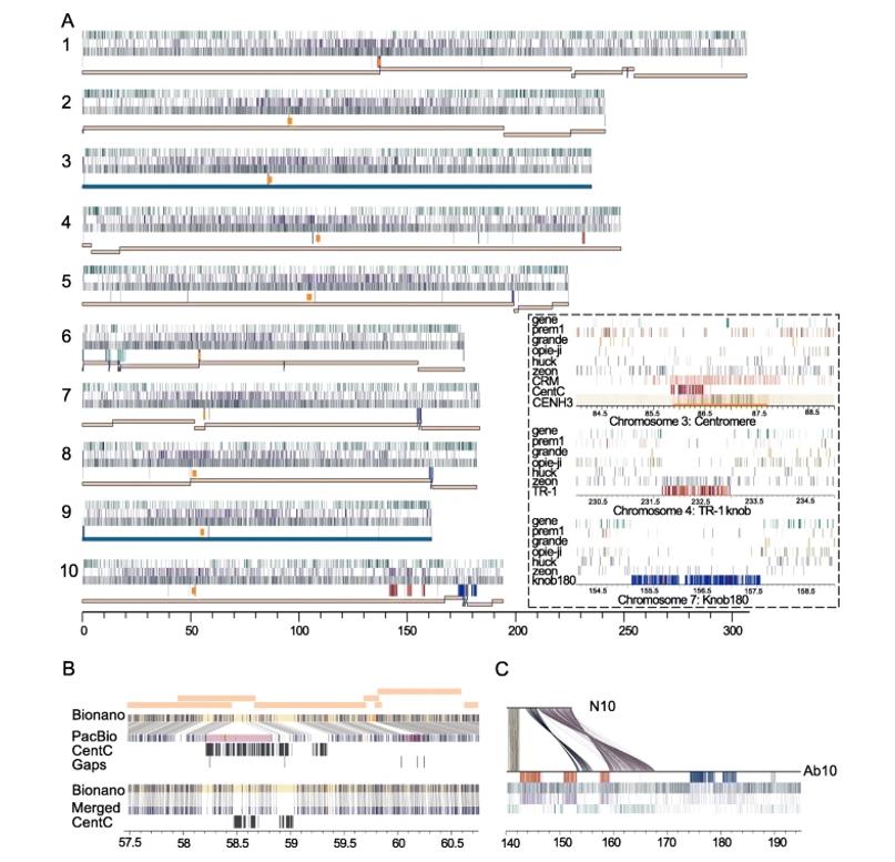 Assembly of the B73-Ab10 genome.