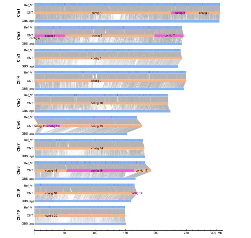 Alignment of raw ONT assembly contigs with the pseudomolecules of the Mo17ref_V1 and the GBS tags.