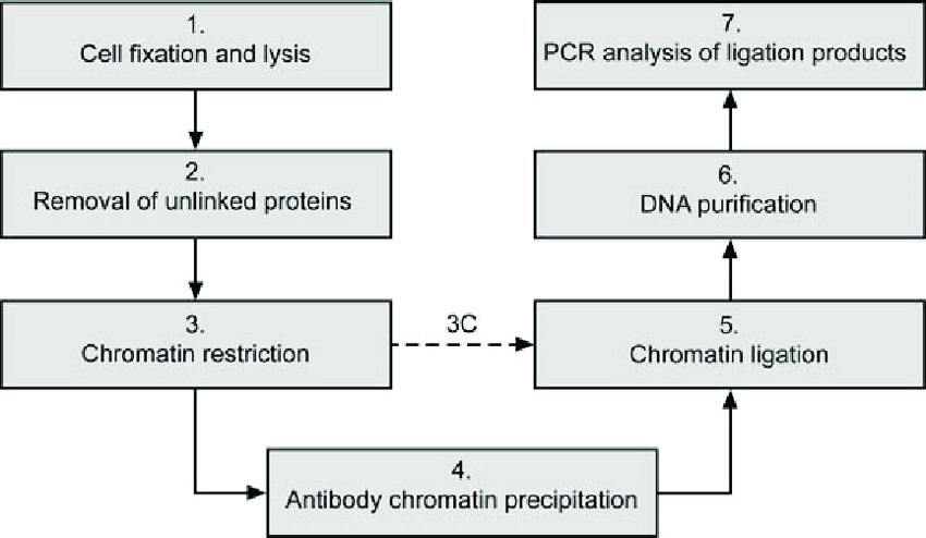 Figure 2. Diagram showing the ChIP-Loop assay for chromatin analysis.