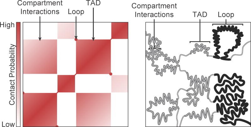 Figure 3. Hi-C contact map heatmap with TADs and A/B compartments.