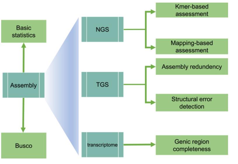 Methods and Tools for Assessing the Quality of Genome Assemblies