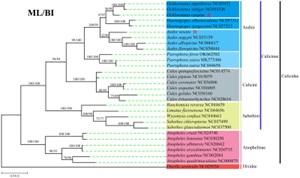 Phylogenetic analysis of 13 PCG amino acids.