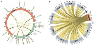 Analysis of nucleotide polymorphisms in mitochondrial genome.