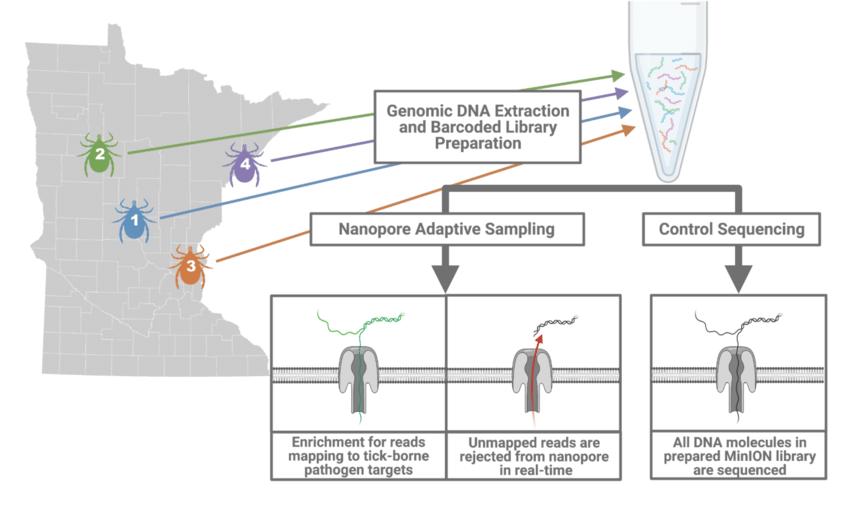 Comparison of nanopore adaptive sampling (NAS) and control sequencing methods.