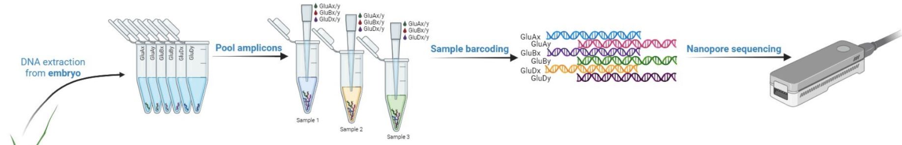Figure 1: ONT Amplicon-Seq workflow diagram illustrating the steps in nanopore amplicon sequencing.