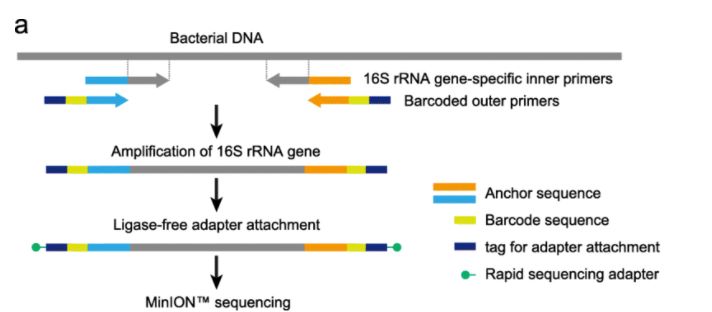 nanopore 16S rRNA gene sequencing process 