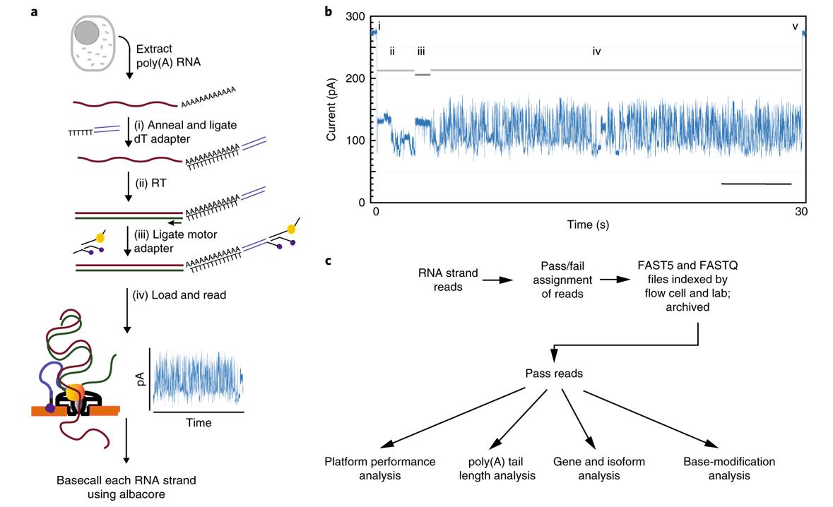 Nanopore RNA sequencing