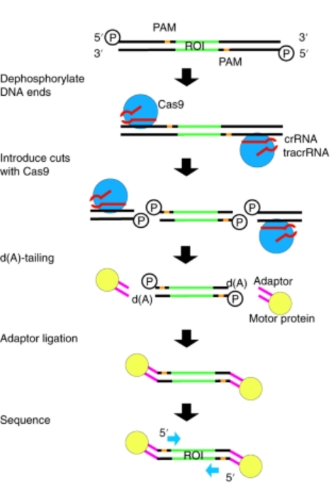 Nanopore Targeted Sequencing