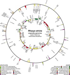 Plant mitochondrial genome circle.