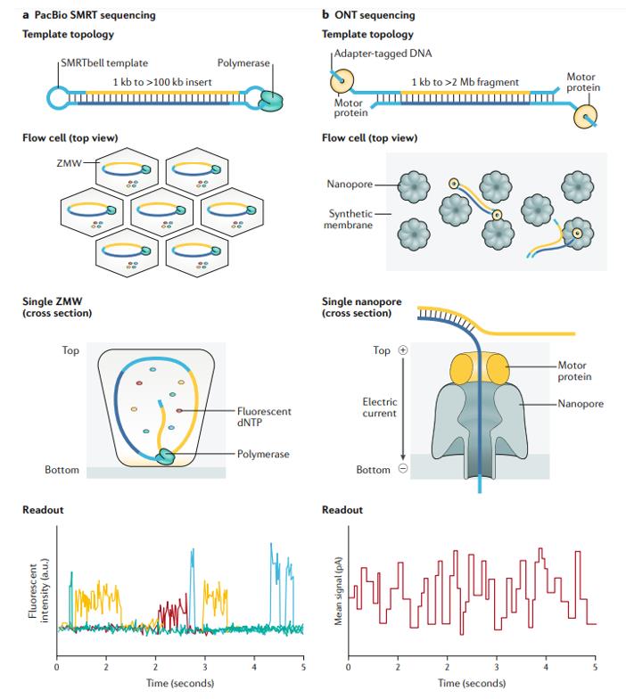 Overview of long-read sequencing technologies.