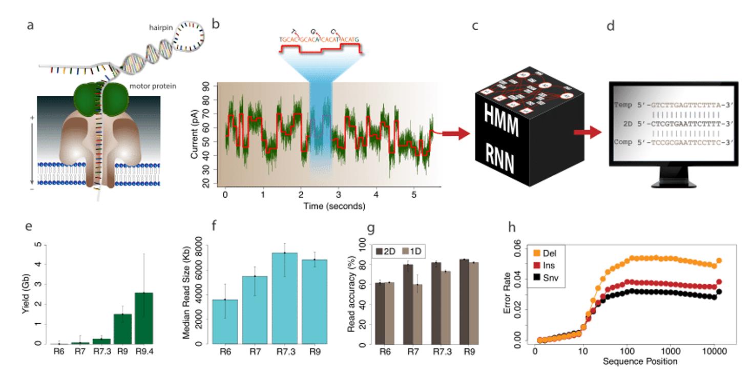 Oxford Nanopore sequencing process and performance.