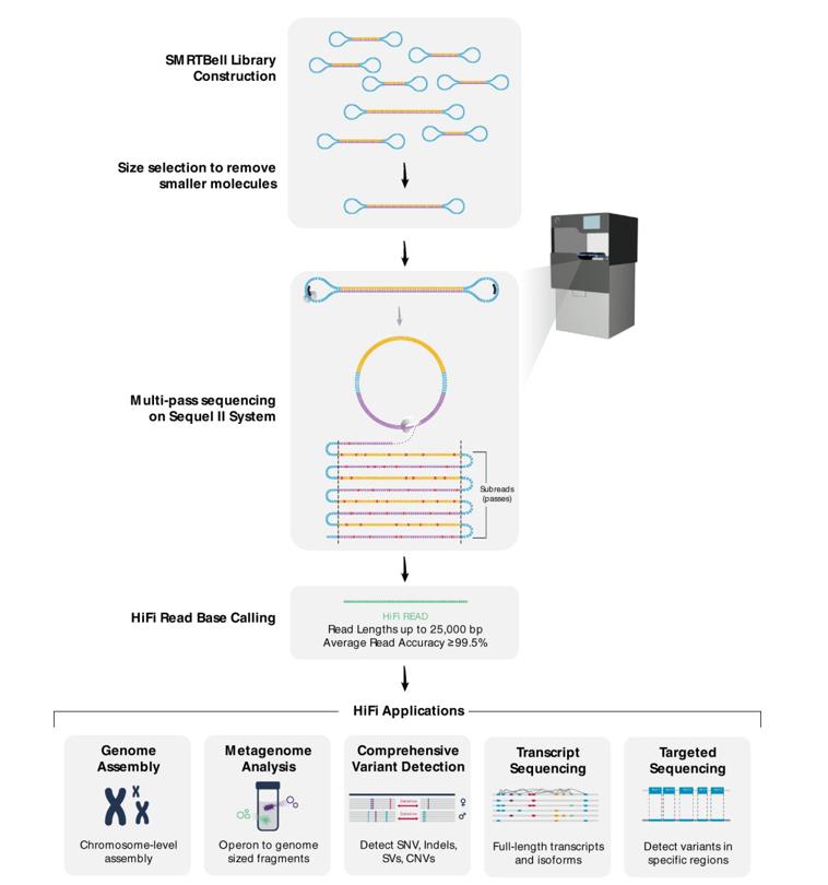 Flowchart of HiFi sequence read generation and downstream applications.