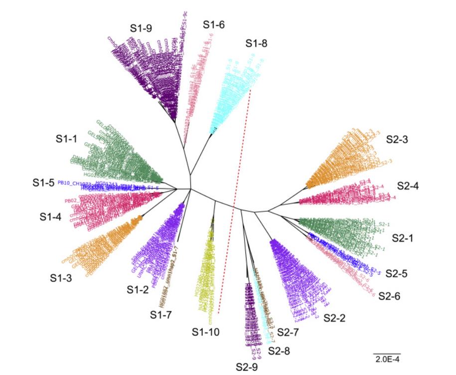 Population-wide haplotype analysis identified major SMN1 and SMN2 haplogroups.