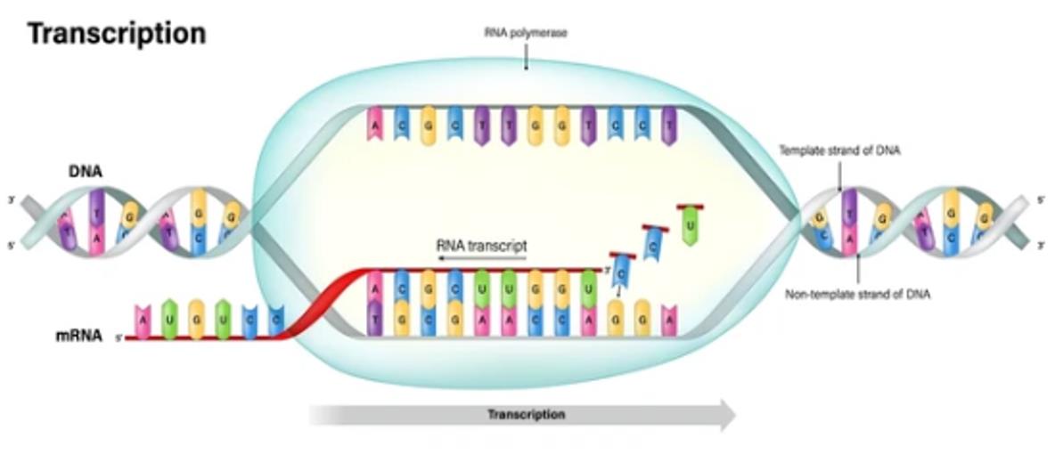 PacBio Long-read Isoform Sequencing (Iso-Seq)