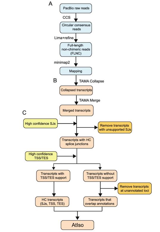 Workflow of analysis of PacBio Iso-sequencing.