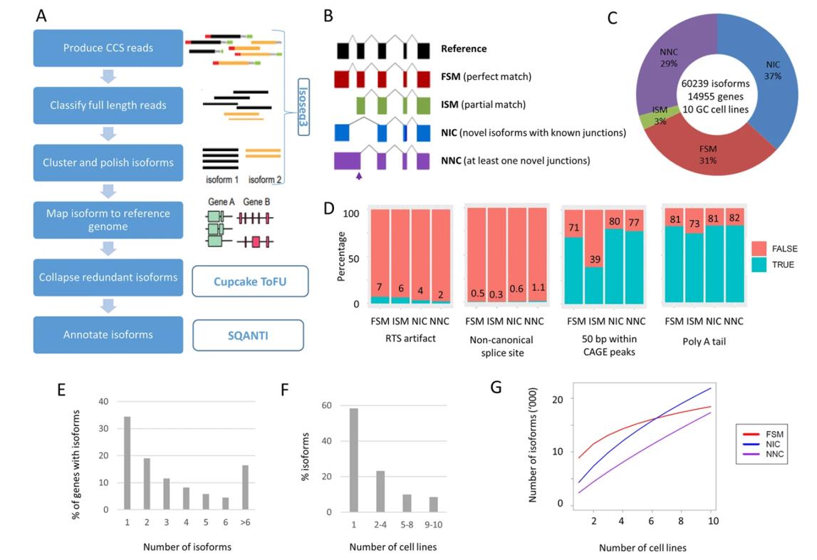 Landscape of long-read transcriptome in gastric cancer cell lines.