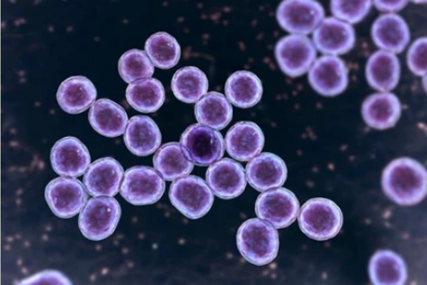 PacBio SMRT Sequencing for Methicillin-Resistant Staphylococcus aureus (MRSA)