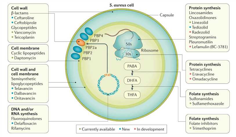 Bacterial targets of antibiotics active against MRSA.