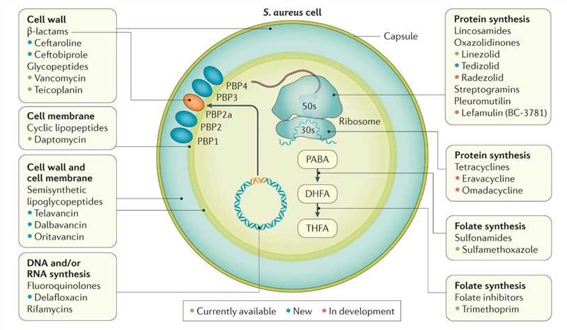 Bacterial targets of antibiotics active against MRSA.