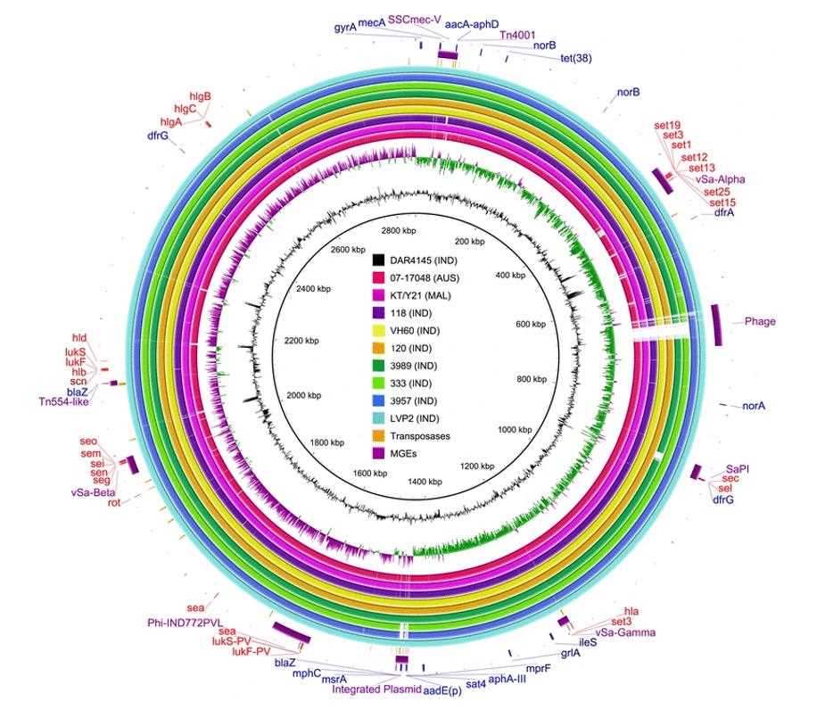 Comparison of draft genomes of nine strains of ST772-MRSA-V to the complete reference genome of strain DAR4145.