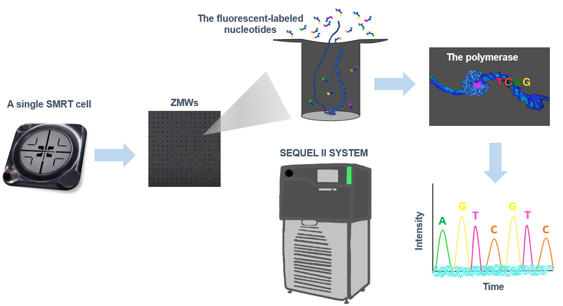 The PacBio Sequel II and IIe Systems