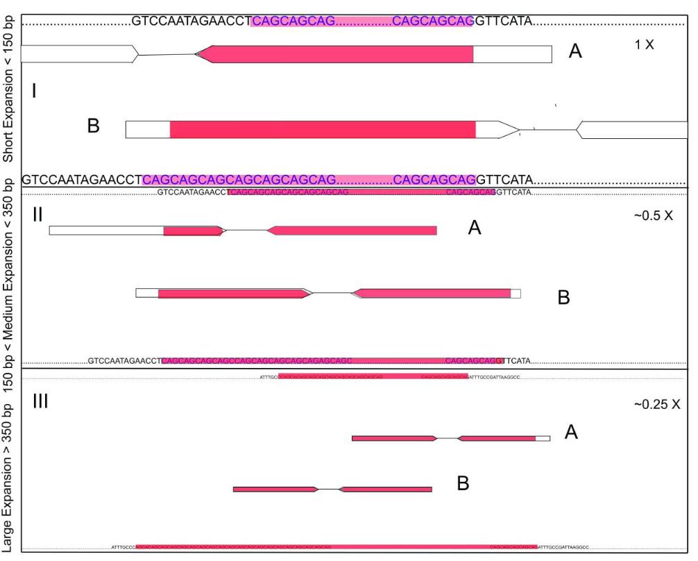 Repeat Expansions Analysis